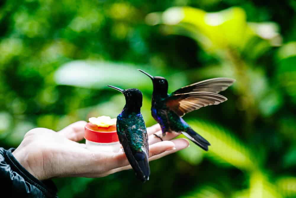 In de hummingbird garden van Mashpi Lodge Ecuador kun je een bakje met suikerwater vasthouden, waardoor talloze kolibries op je vingers komen zitten. 