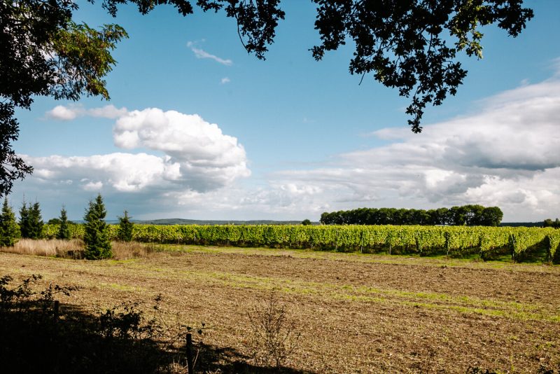 In de Groesbeekse bossen kun je fijne wandelingen maken. Een korte wandeling van 4 kilometer, vanaf het Nederlands Wijnbouwcentrum, leid je langs akkers, wijngaarden en bossen. 