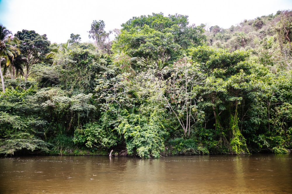 Palomino rivier Colombia