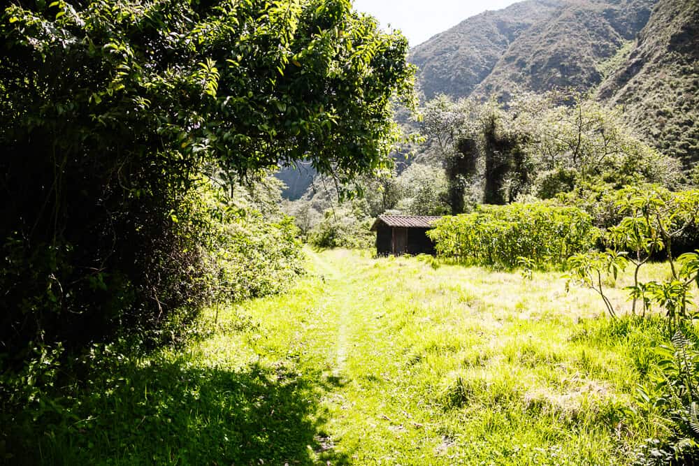 Groene omgeving van Hacienda Zuleta.