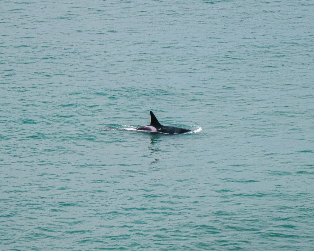 Een orka rondom Peninsula Valdes in Argentinie. 