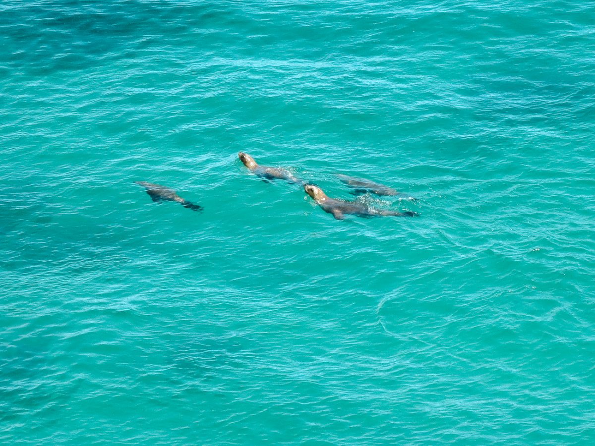 in Argentina you can go on a snorkeling tour and swim with sea lions in their natural habitat.