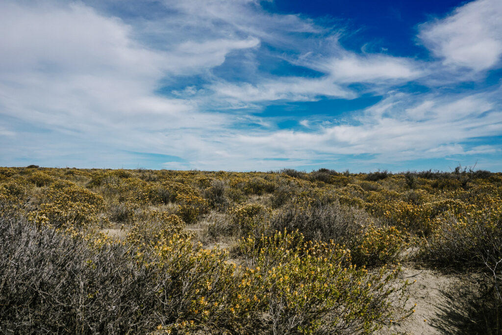 De pampa's bij Peninsula Valdes in Argentinie.