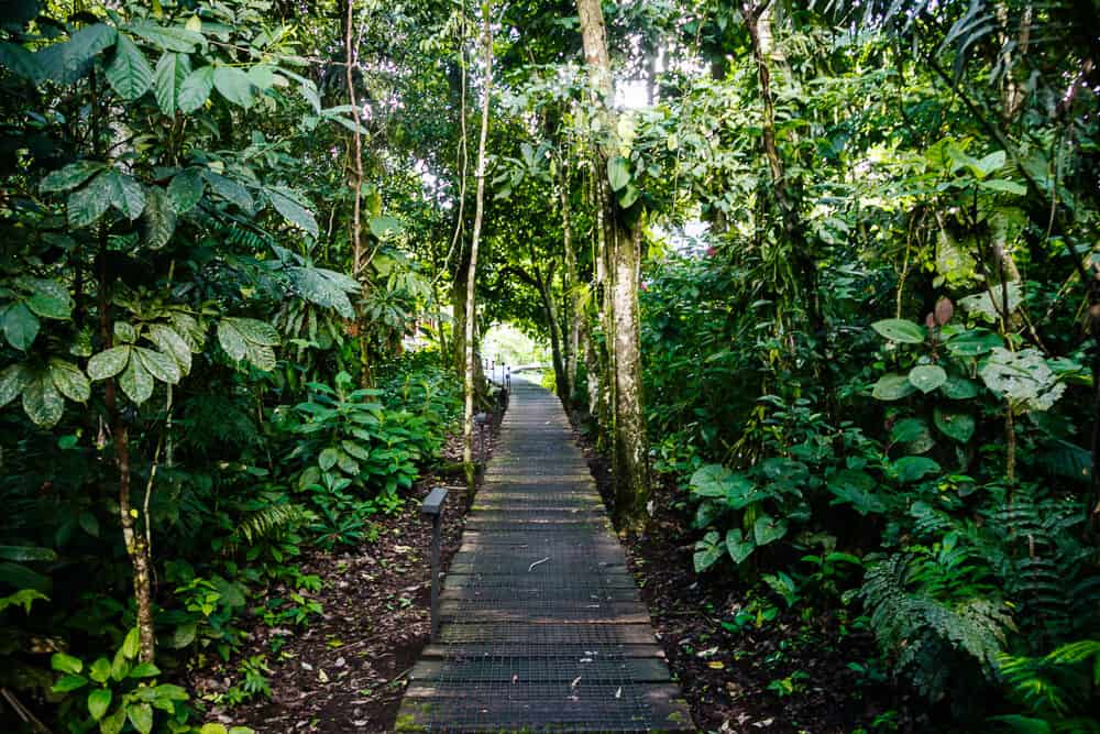 Het complex van Sacha Lodge bestaat uit twee restaurants, een receptie, en 26 kamers die in bungalows verspreid liggen over de jungle van Ecuador. 