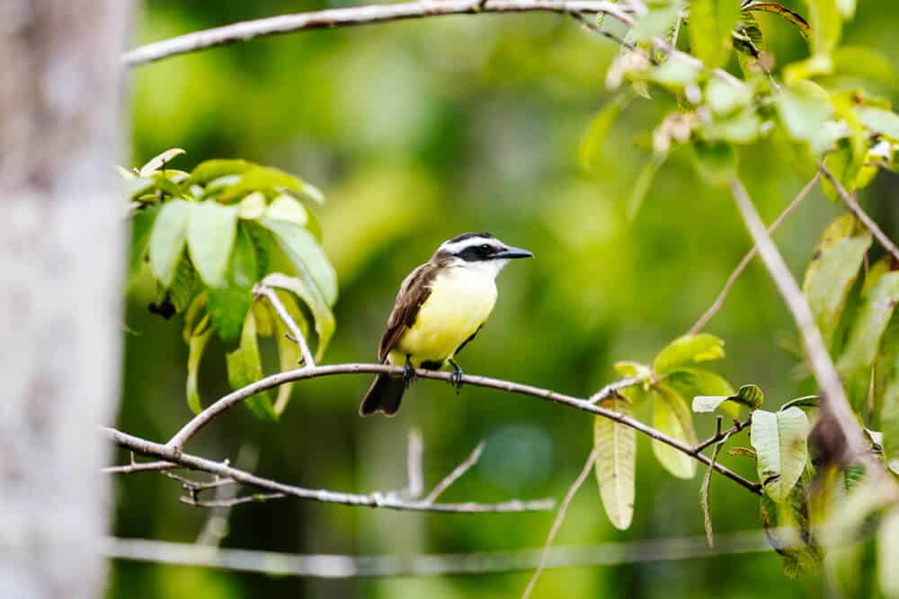 Vogel in de Amazone.