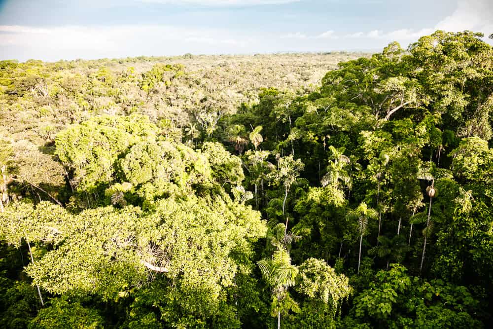 Sacha Lodge heeft een 45 meter hoge kraan waar je plaatsneemt in een hijsbak en boven de jungle van Ecuador zweeft.