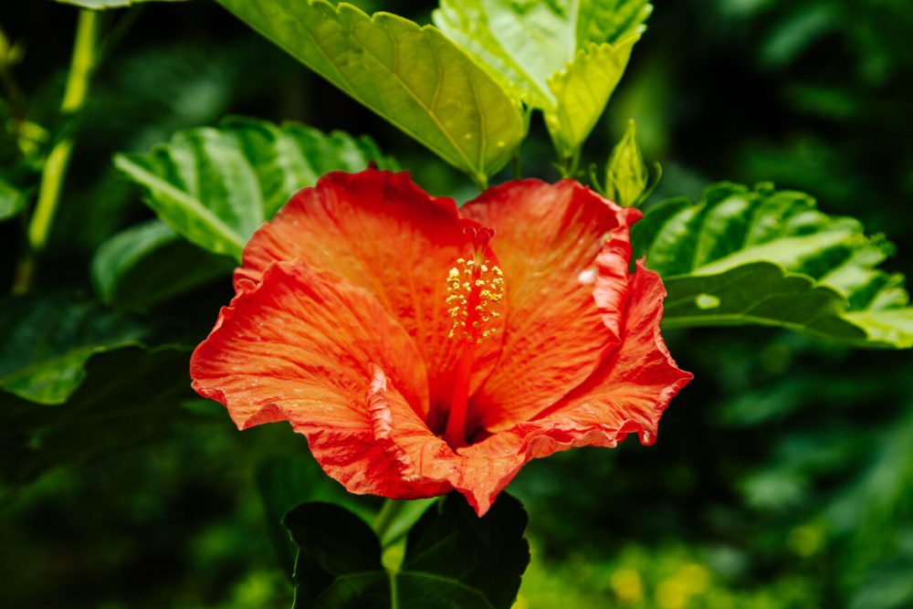 bloemen in tropische tuin van Sazagua Boutique Hotel