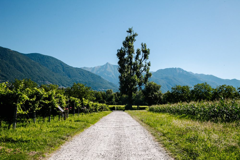 Terreni alla Maggia, een plantage en boerderij waar talloze soorten wijn, rijst, pasta, mais, polenta, vruchtensappen en spirits als grappa, gin en whisky worden geproduceerd. Een van de bezienswaardigheden in Ticino Zwitserland.