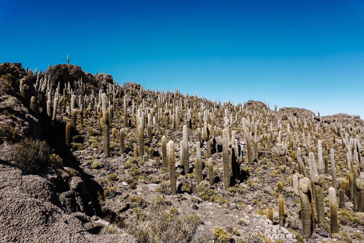 On Incahuasi you can go for a nice walk of 1.5 hours, along the different cactuses.