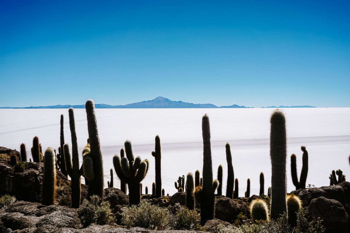 Isla Incahuasi with cacti.