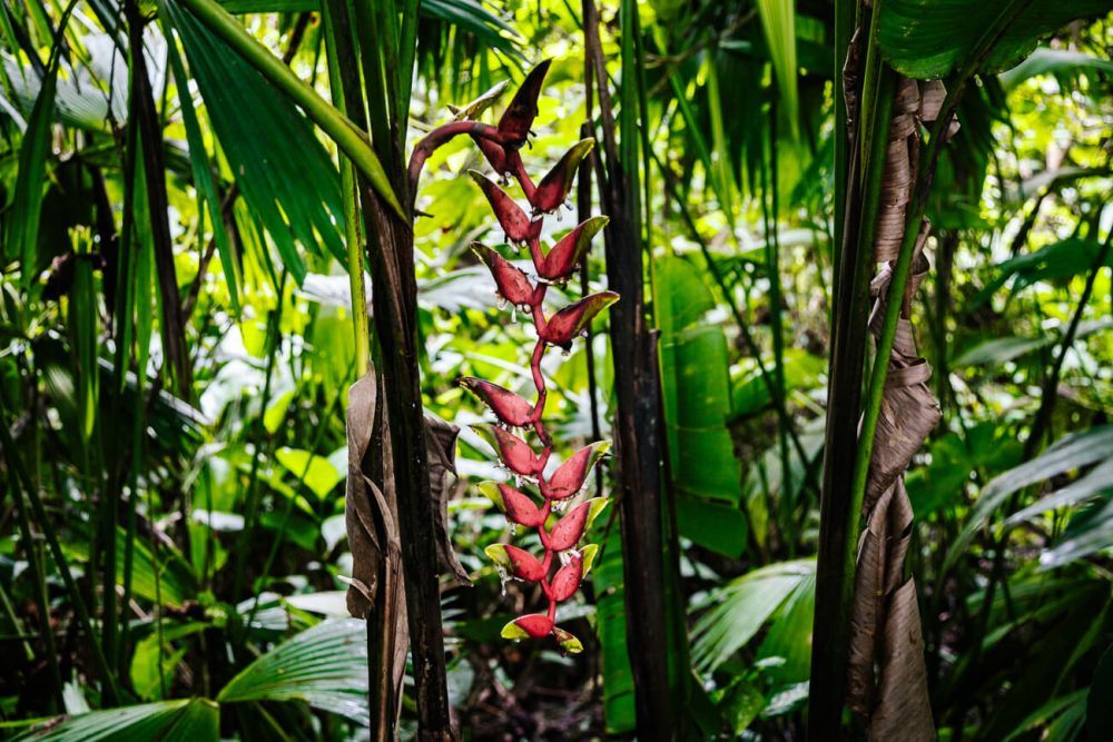 mooie bloem in jungle