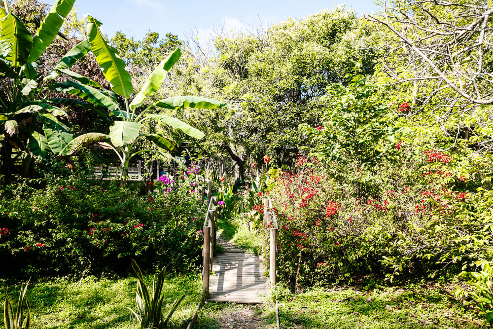 Garden in Ankua Eco hotel.