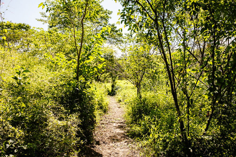 Ankua Eco Lodge bestaat uit maar liefst 14 hectare, met 3 kilometer aan wandelpaden.