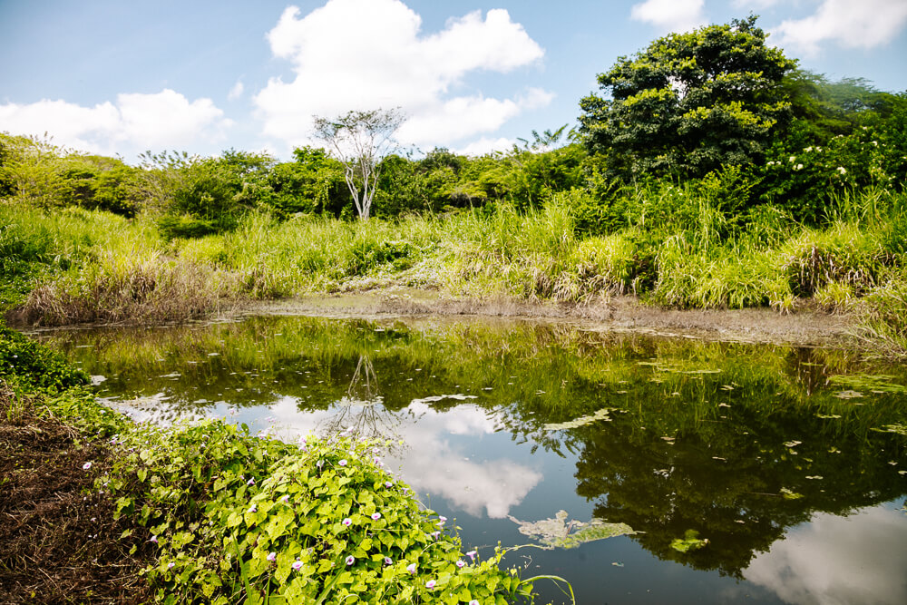 Omgeving van rondom Ankua Eco Hotel Usiacuri Colombia.