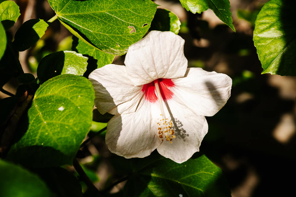 Witte tropische bloem.