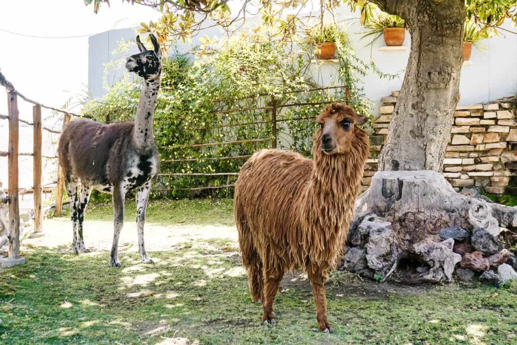 Alpaca's.