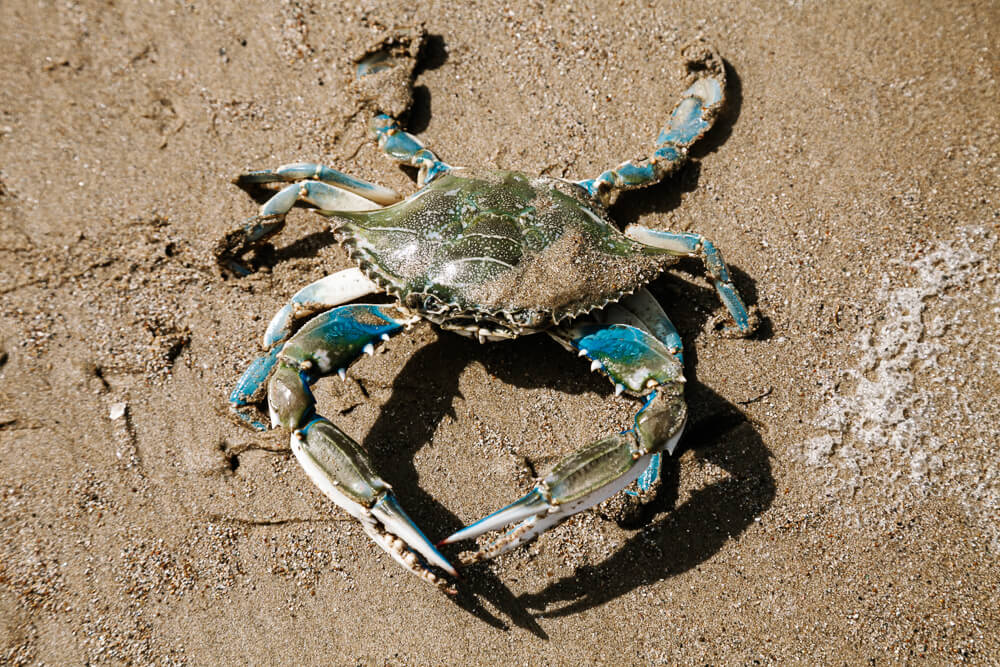 Krab op strand.