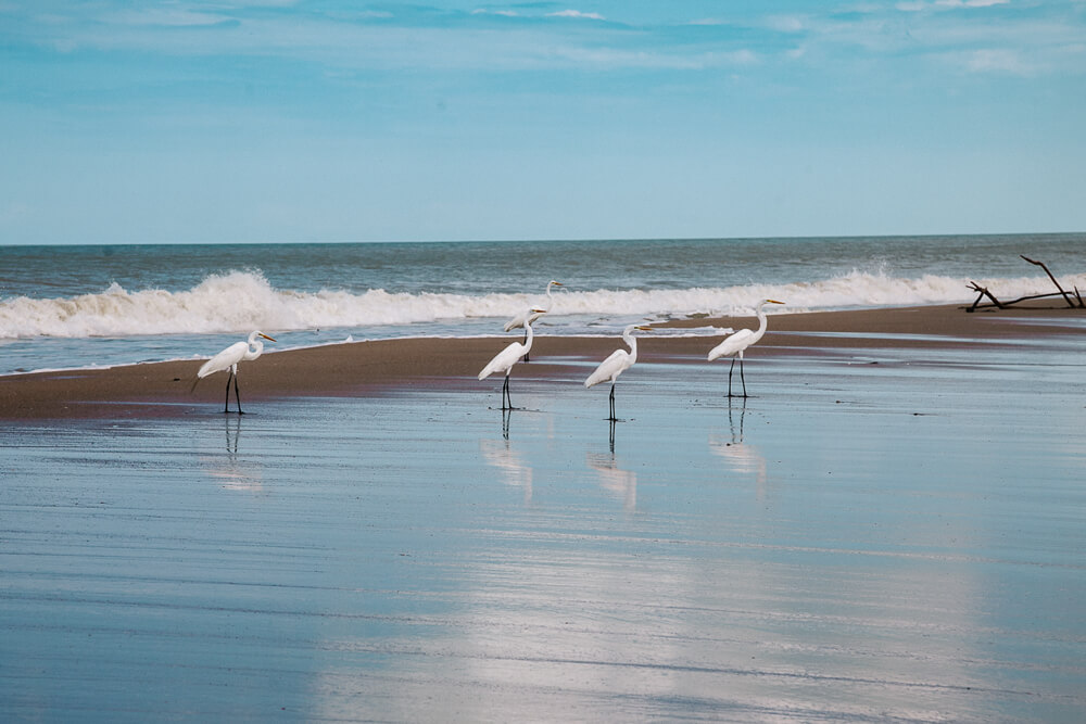 Reigers op het srand van Awatawaa Ecolodge in La Guajira Colombia.