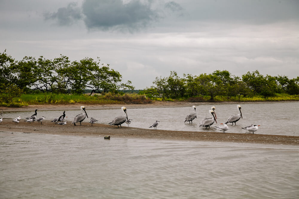 Santuario de Fauna y Flora Los Flamencos is een van de beste en mooiste plekken in Colombia om flamingo's en pelikanen te zien.