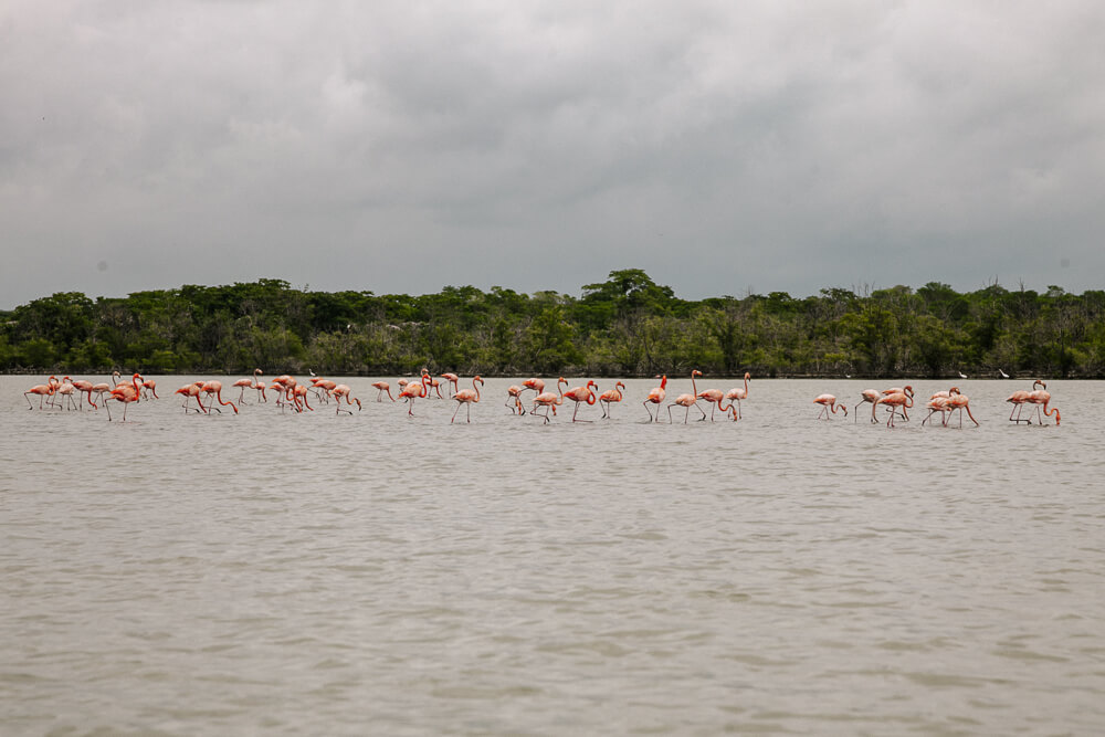 Flamingos in Santuario de Fauna y Flora Los Flamencos in La Guajira.