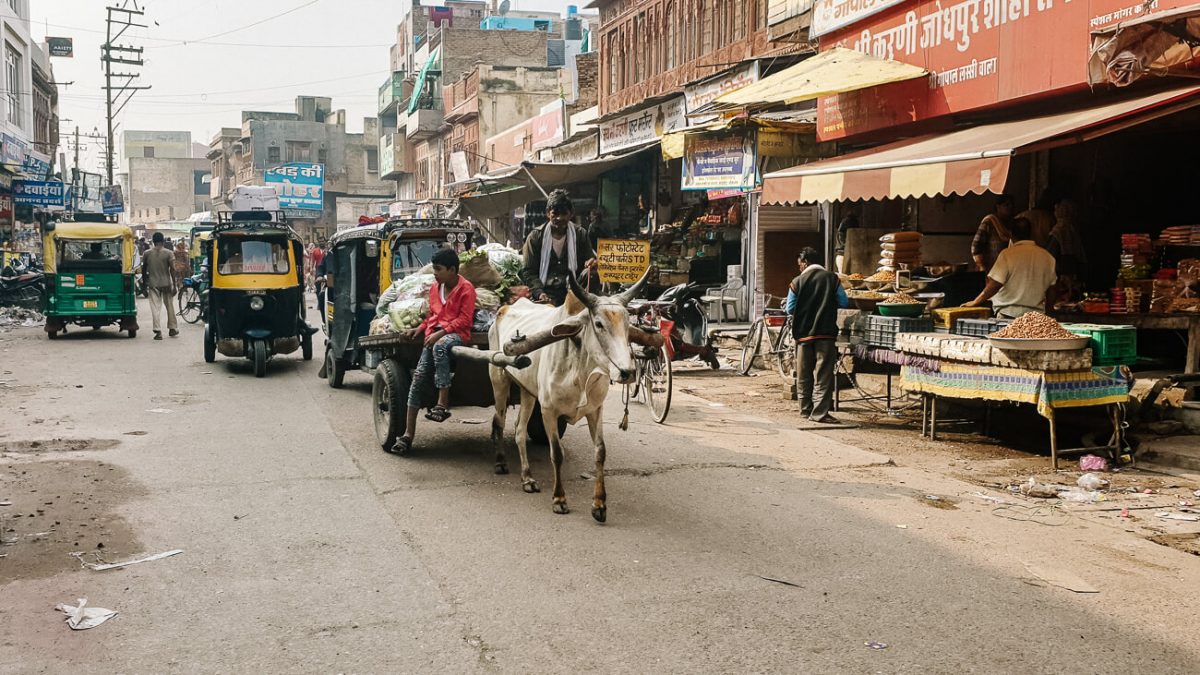 Het allerleukste in Bikaner is om het oude centrum in te lopen en op te gaan in het dagelijkse leven van India.