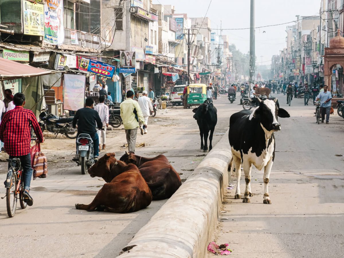 Watch out for the many oxen and cows that walk the street in Bikaner.