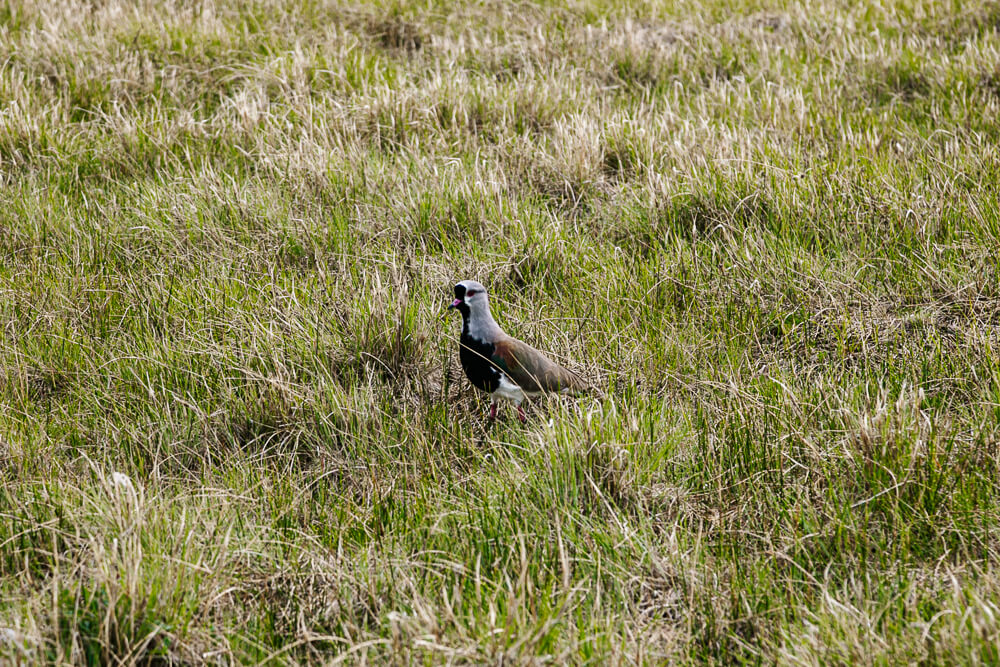 Vogel in natuurreservaat Laguna Nimez in El Calafate Argentinië.