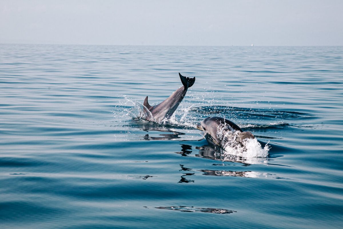 dolphins during dolphintour in Veli Losinj, island in Croatia 