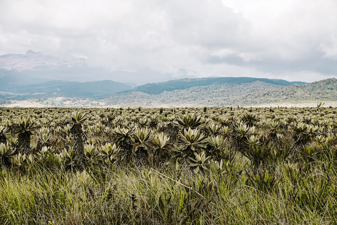 Páramo in Colombia met frailejones planten.