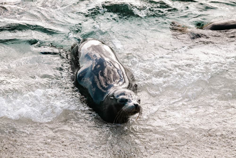 Mosquera, located between Galapagos island Baltra and North Seymour, is a small group of islands, known for its rocks and sandy beaches where seals, iguanas, crabs and various birds live.