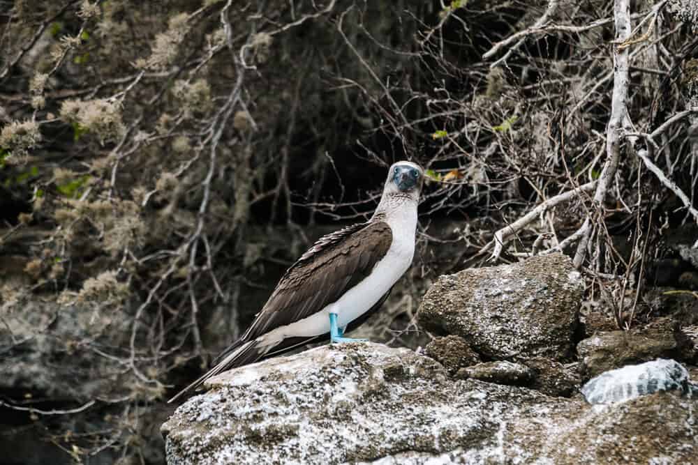 Blue-footed boobies.