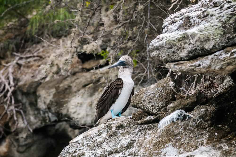 Blue-footed boobies.