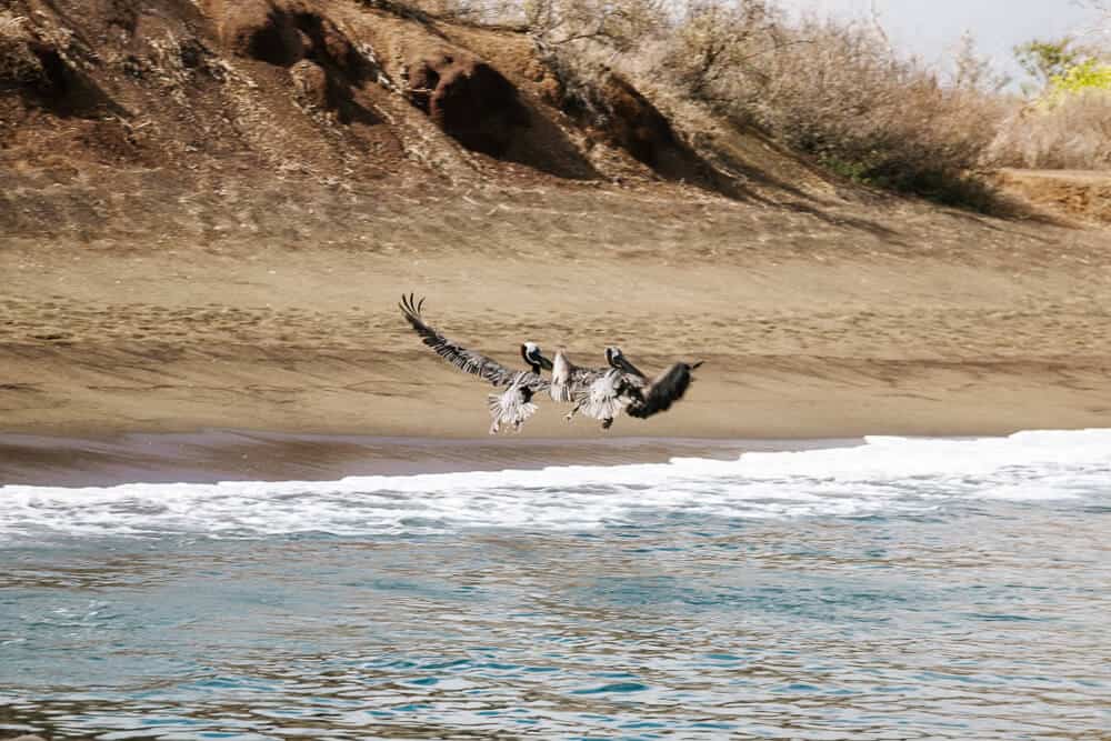 Flying pelicans.