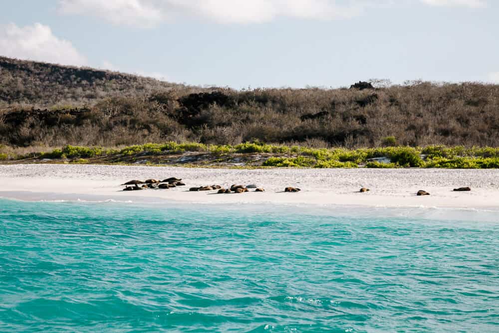 The best way to visit the Galápagos world is by taking a cruise, where you’ll visit several islands over a few days. 