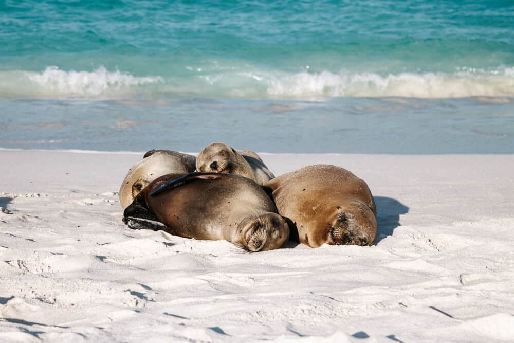 Galapagos Eilanden Ecuador – alles wat je wilt weten over een reis en cruise!