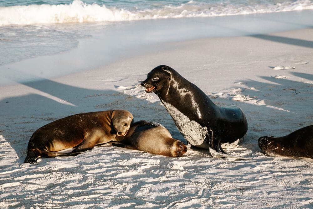 Sea lion colony on beach of Gardner Bay on Española island.