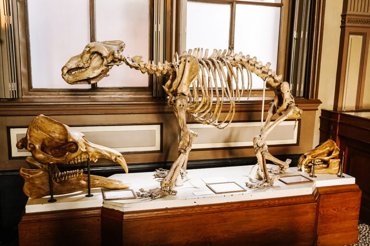 Het Teylers museum is het oudste museum van Nederland en een van de culturele bezienswaardigheden in Haarlem. 