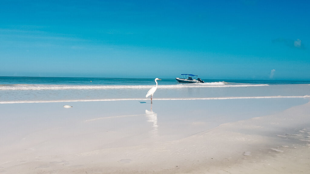 Reigers op hagelwit strand van Isla Holbox.