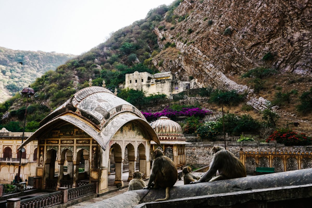 Galta Kund tempel en Galta Ji Temple, staan bekend als de apen tempel, waar honderden brutale apen rondrennen en door de bomen zwaaien. 