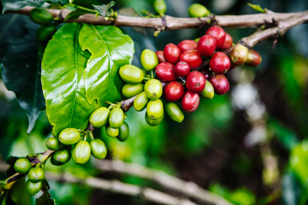 koffiebonen in Colombia