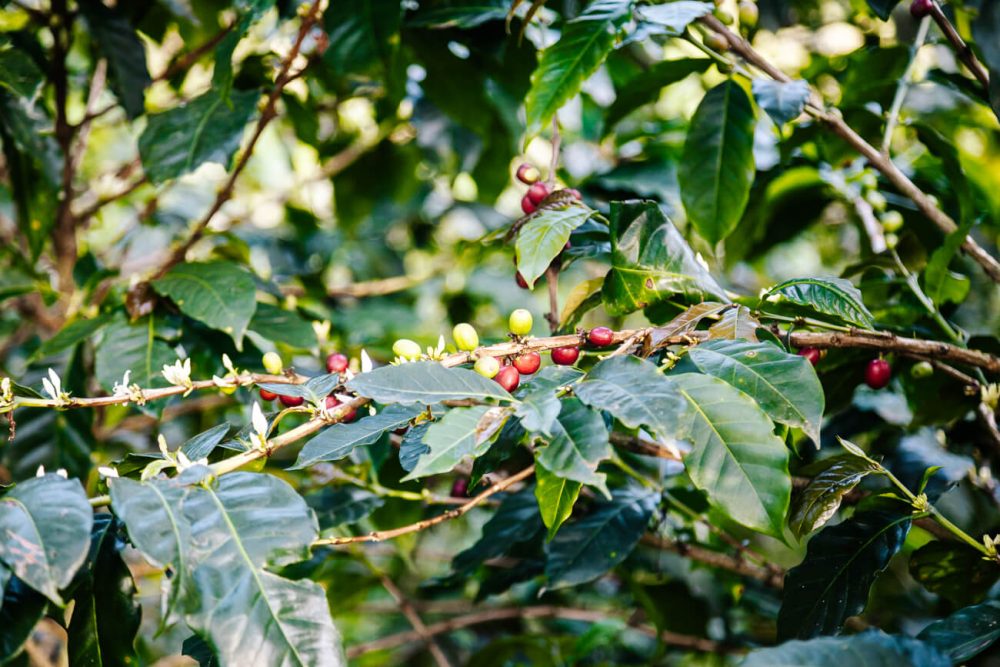 koffiebonen in de koffiedriehoek van Colombia