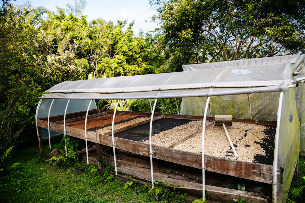 drogende koffiebonen bij Finca Cafe Don Manolo