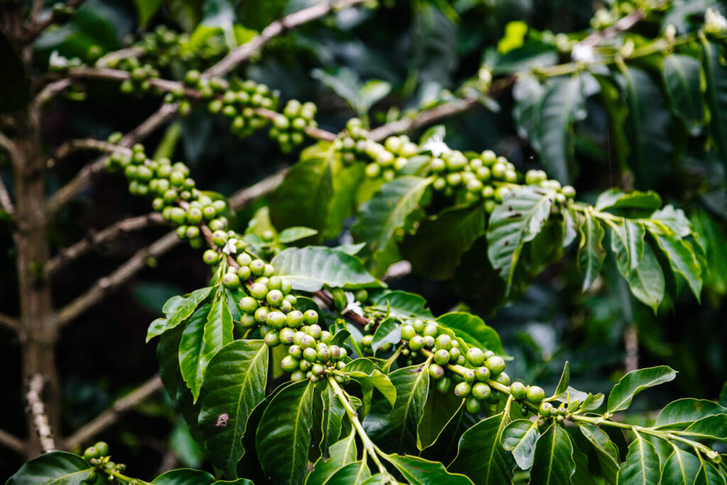 koffiebonen op Alto de la Paz. 360 graden uitzicht op koffieplantages in Colombia