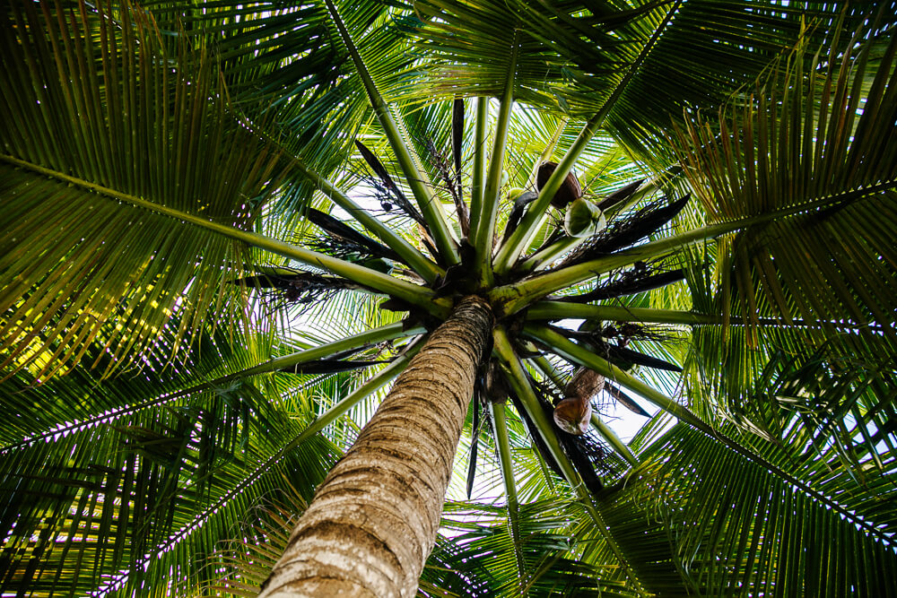 Palmtree.