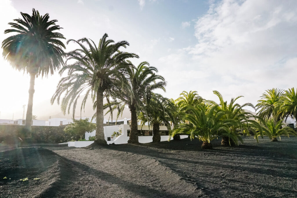 palmbomen in La Haria. La Haría ligt prachtig in een vallei met palmbomen en is een dorpje wat minder wordt bezocht dan Teguise.