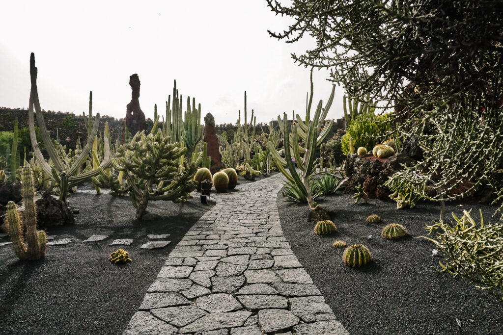 Cactussen in el Jardín de cactus, een van de top Lanzarote bezienswaardigheden. In deze voormalige steengroeve omringd door lava stenen, vind je meer dan 1500 verschillende cactussen, die door landschapskunstenaar César Manrique werden aangeplant.