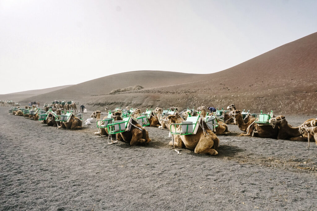 dromedarissen in Timanfaya National Park