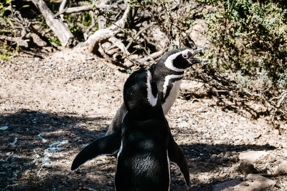 Pinguïns bij Punta Tombo in Argentinie.