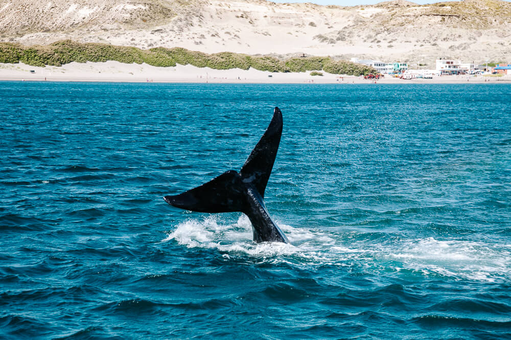 Een van de beste plekken om walvissen te observeren is bij Peninsula Valdes in Puerto Madryn in Argentinie.