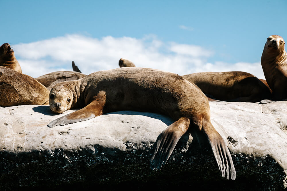 Zeehonden bij Peninsula Valdes in Argentinie. 